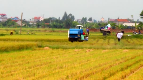 Agriculteurs à la récolte par machine — Video